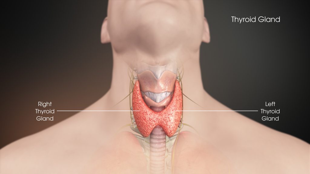 Thyroid gland