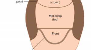 frontal mid scalp crown area